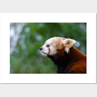 Red Panda Posters and Art